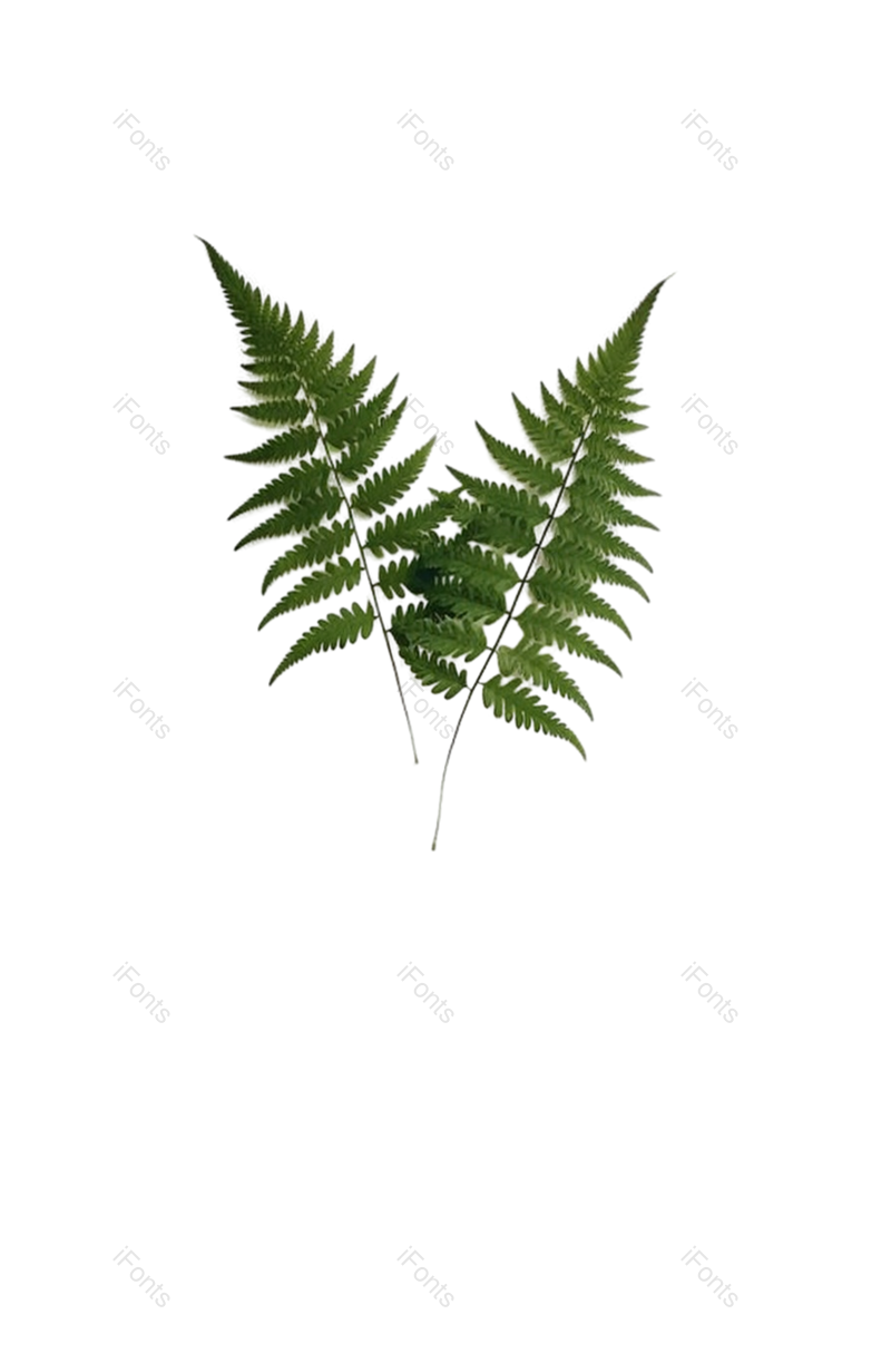 叶子图片,装饰元素,纹理PNG,摄影免抠素材